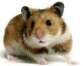 /album/roedores/hamster-sirio-jpeg/